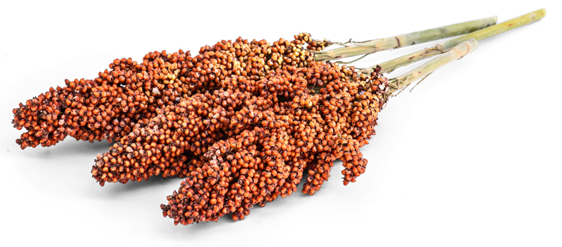 Red sorghum, one of the best foods to improve immunity